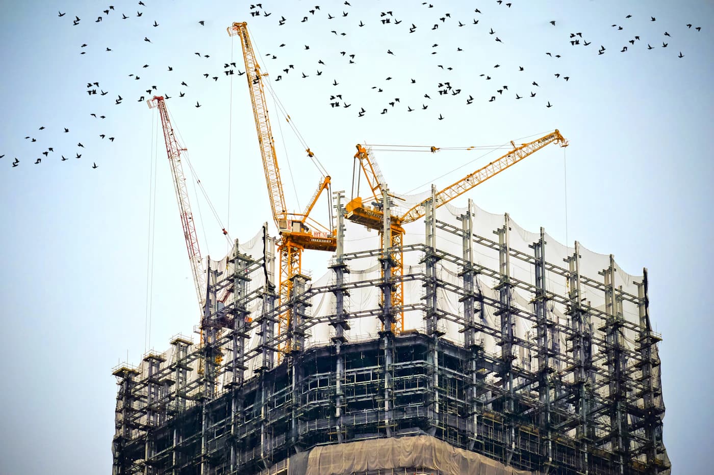 Tower cranes over a rising structure